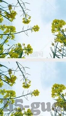 麻豆传媒小视频-麻豆传媒，小视频背后的艺术与文化探讨